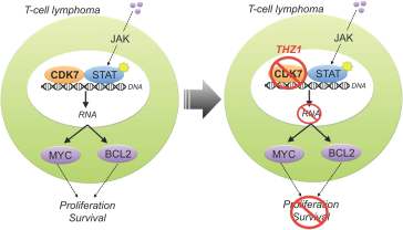 tcell-lymphoma-graphic_cerchietti_thz1