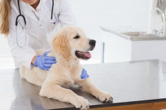 Vet giving dog a check up